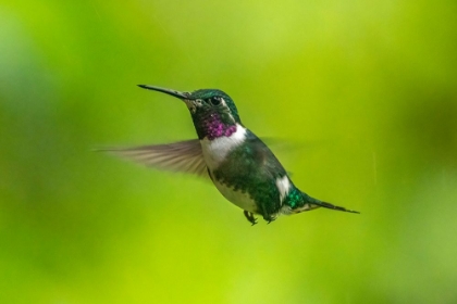 Picture of ECUADOR-GUANGO. WHITE-BELLIED WOODSTAR HUMMINGBIRD IN FLIGHT.