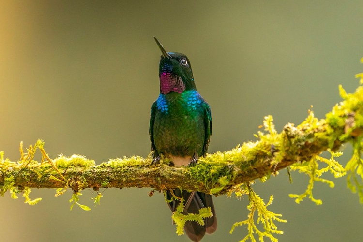 Picture of ECUADOR-GUANGO. TOURMALINE SUNANGEL HUMMINGBIRD CLOSE-UP.