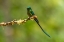 Picture of ECUADOR-GUANGO. LONG-TAILED SYLPH HUMMINGBIRD CLOSE-UP.