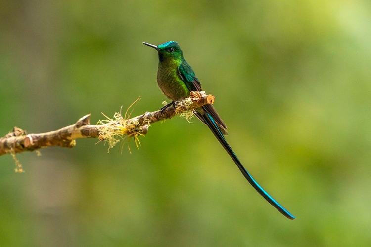 Picture of ECUADOR-GUANGO. LONG-TAILED SYLPH HUMMINGBIRD CLOSE-UP.