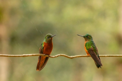 Picture of ECUADOR-GUANGO. TWO CHESTNUT-BREASTED CORONET HUMMINGBIRDS ON LIMB IN RAIN.