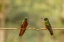 Picture of ECUADOR-GUANGO. TWO CHESTNUT-BREASTED CORONET HUMMINGBIRDS ON LIMB IN RAIN.