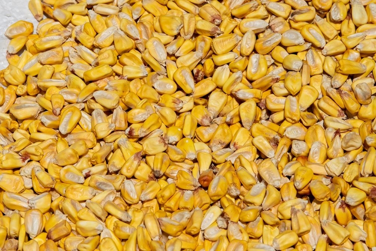 Picture of ECUADOR-QUITO-OTAVALO-FARMERS MARKET. DRY CORN.