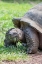 Picture of ECUADOR-GALAPAGOS-SANTA CRUZ ISLAND-EL CHATO RANCH. WILD GALAPAGOS GIANT TORTOISE DOME-SHAPED.