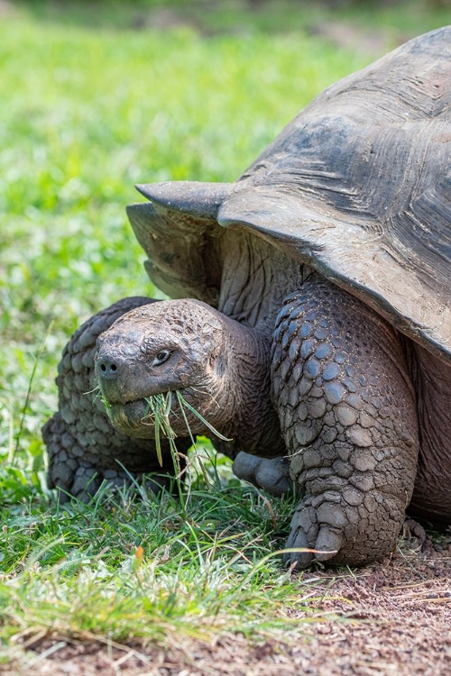 Picture of ECUADOR-GALAPAGOS-SANTA CRUZ ISLAND-EL CHATO RANCH. WILD GALAPAGOS GIANT TORTOISE DOME-SHAPED.