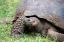 Picture of ECUADOR-GALAPAGOS-SANTA CRUZ ISLAND-EL CHATO RANCH. WILD GALAPAGOS GIANT TORTOISE DOME-SHAPED.