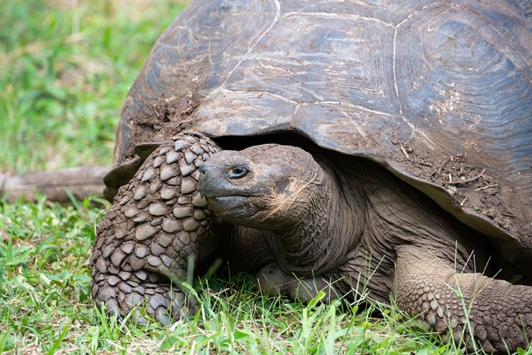 Picture of ECUADOR-GALAPAGOS-SANTA CRUZ ISLAND-EL CHATO RANCH. WILD GALAPAGOS GIANT TORTOISE DOME-SHAPED.