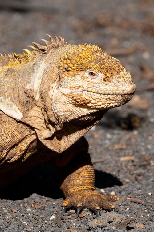 Picture of ECUADOR-GALAPAGOS-ISABELA ISLAND-URBINA BAY. GALAPAGOS LAND IGUANA