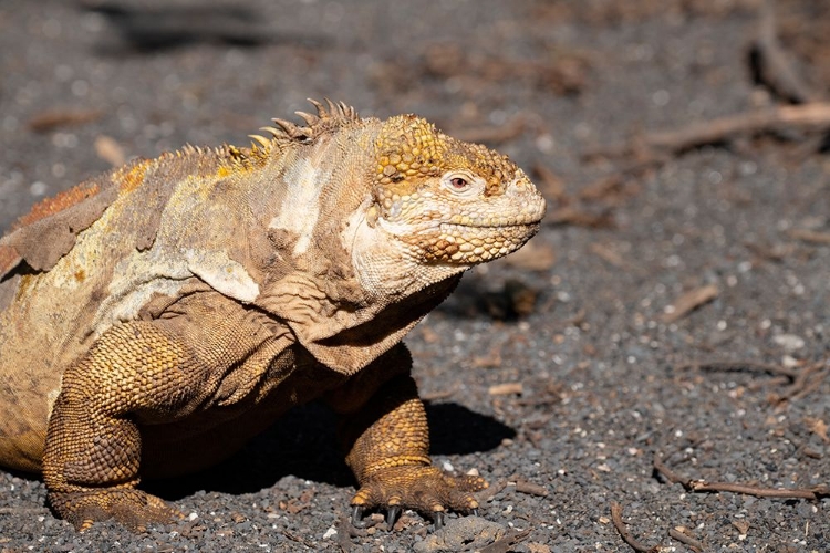 Picture of ECUADOR-GALAPAGOS-ISABELA ISLAND-URBINA BAY. GALAPAGOS LAND IGUANA