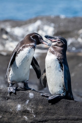 Picture of ECUADOR-GALAPAGOS-NORTHWESTERN COAST OF ISABELA-TAGAS COVE. GALAPAGOS PENGUINS