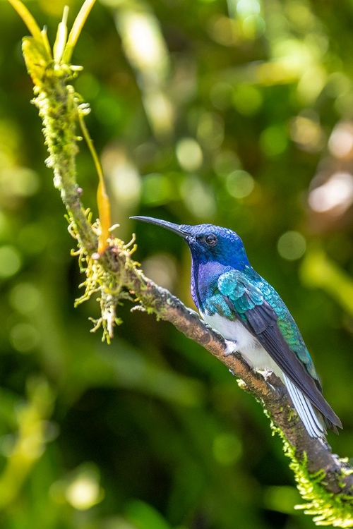 Picture of ECUADOR-TANDAYAPA VALLEY-ALAMBI RESERVE. WHITE-NECKED JACOBIN HUMMINGBIRD