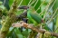 Picture of ECUADOR-TANDAYAPA VALLEY-ALAMBI RESERVE. CRIMSON-RUMPED TOUCANET.