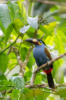 Picture of ECUADOR-TANDAYAPA VALLEY-ALAMBI RESERVE. PLATE-BILLED MOUNTAIN TOUCAN-AKA LAMINATED HILL-TOUCAN.