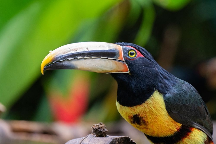 Picture of ECUADOR-TANDAYAPA VALLEY-ALAMBI RESERVE. COLLARED ARACARI-AKA BANDED ARACARI-RINGED ARACARI.