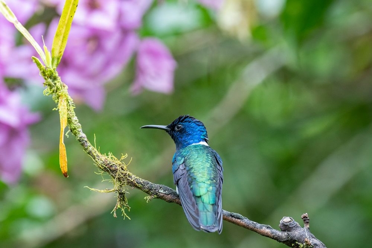 Picture of ECUADOR-TANDAYAPA VALLEY-ALAMBI RESERVE. WHITE-NECKED JACOBIN HUMMINGBIRD