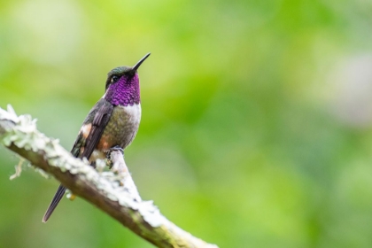 Picture of ECUADOR-TANDAYAPA VALLEY-ALAMBI RESERVE. PURPLE-THROATED WOODSTAR