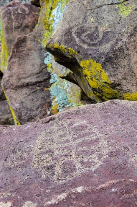 Picture of MEXICO-BAJA CALIFORNIA SUR-SIERRA DE SAN FRANCISCO. PETROGLYPHS AT REMOTE SPRING-LA HIGUERITA.