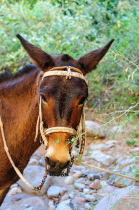 Picture of MEXICO-BAJA CALIFORNIA SUR-SIERRA DE SAN FRANCISCO. MULE WITH A TRADITIONAL BRIDLE.