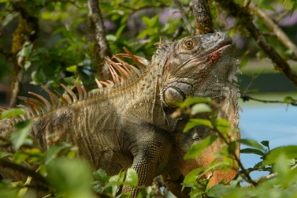 Picture of COSTA RICA-IGUANA