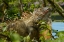 Picture of COSTA RICA-IGUANA