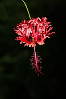 Picture of COSTA RICA-HIBISCUS