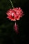 Picture of COSTA RICA-HIBISCUS