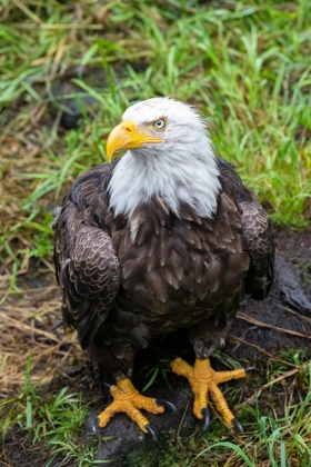 Picture of ALASKA-TONGASS NATIONAL FOREST-ANAN CREEK. BALD EAGLE.