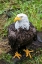 Picture of ALASKA-TONGASS NATIONAL FOREST-ANAN CREEK. BALD EAGLE.