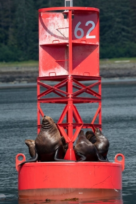 Picture of USA-ALASKA-PETERSBURG. STELLER SEA LIONS ON RED BUOY MARKER 62.