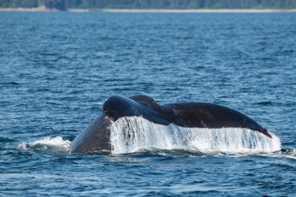 Picture of USA-SE ALASKA-NEAR SAIL ISLAND. HUMPBACK WHALE SHOWING TAIL.