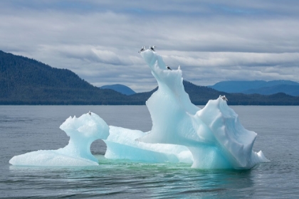 Picture of USA-SE ALASKA-INSIDE PASSAGE. BLACK-LEGGED KITTIWAKES ON ICEBERG.