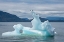 Picture of USA-SE ALASKA-INSIDE PASSAGE. BLACK-LEGGED KITTIWAKES ON ICEBERG.