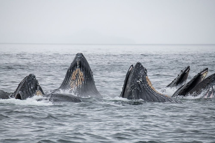 Picture of USA-SE ALASKA-INSIDE PASSAGE-FREDRICK SOUND. HUMPBACK WHALES BUBBLE NET FEEDING.