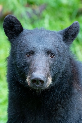Picture of ALASKA-TONGASS NATIONAL FOREST-ANAN CREEK. AMERICAN BLACK BEAR FACE DETAIL.