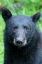 Picture of ALASKA-TONGASS NATIONAL FOREST-ANAN CREEK. AMERICAN BLACK BEAR FACE DETAIL.