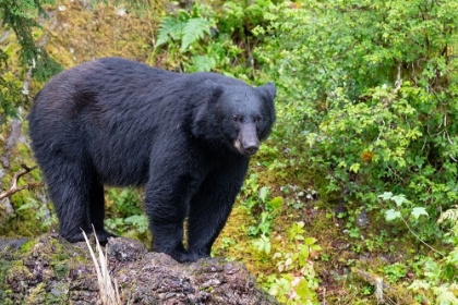 Picture of ALASKA-TONGASS NATIONAL FOREST-ANAN CREEK. AMERICAN BLACK BEAR
