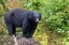 Picture of ALASKA-TONGASS NATIONAL FOREST-ANAN CREEK. AMERICAN BLACK BEAR