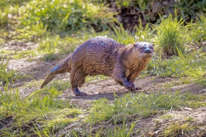 Picture of USA-ARIZONA-DEAD HORSE STATE PARK. NORTH AMERICAN RIVER OTTER CLOSE-UP.