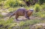 Picture of USA-ARIZONA-DEAD HORSE STATE PARK. NORTH AMERICAN RIVER OTTER CLOSE-UP.