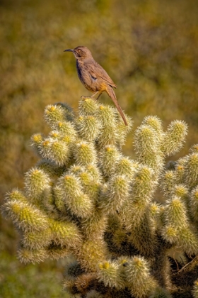 Picture of USA-ARIZONA-MCDOWELL STATE PARK. CURVE-BILLED THRASHER ATOP CACTUS.