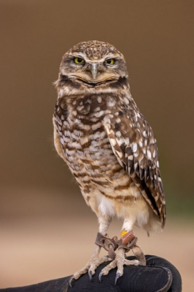 Picture of BURROWING OWL AT THE ARIZONA SONORAN DESERT MUSEUM IN TUCSON-ARIZONA-USA