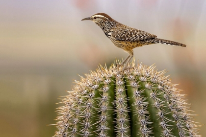 Picture of CACTUS WREN AT THE ARIZONA SONORAN DESERT MUSEUM IN TUCSON-ARIZONA-USA