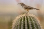 Picture of CACTUS WREN AT THE ARIZONA SONORAN DESERT MUSEUM IN TUCSON-ARIZONA-USA