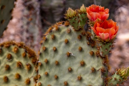 Picture of COWBOY WHISKERS PRICKLY PEAR CACTUS FLOWERING AT THE SONORAN DESERT MUSEUM IN TUCSON-ARIZONA-USA