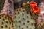 Picture of COWBOY WHISKERS PRICKLY PEAR CACTUS FLOWERING AT THE SONORAN DESERT MUSEUM IN TUCSON-ARIZONA-USA