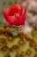 Picture of COWBOY WHISKERS PRICKLY PEAR CACTUS FLOWERING AT THE SONORAN DESERT MUSEUM IN TUCSON-ARIZONA-USA