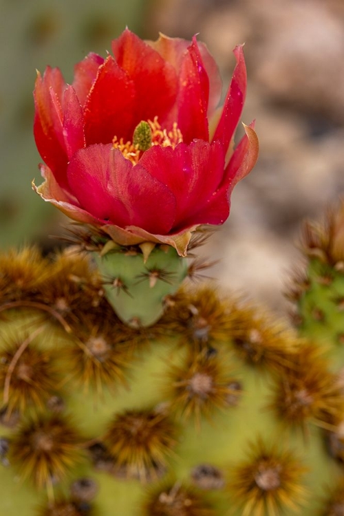 Picture of COWBOY WHISKERS PRICKLY PEAR CACTUS FLOWERING AT THE SONORAN DESERT MUSEUM IN TUCSON-ARIZONA-USA