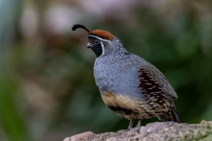 Picture of MALE GAMBELS QUAIL AT THE ARIZONA SONORAN DESERT MUSEUM IN TUCSON-ARIZONA-USA