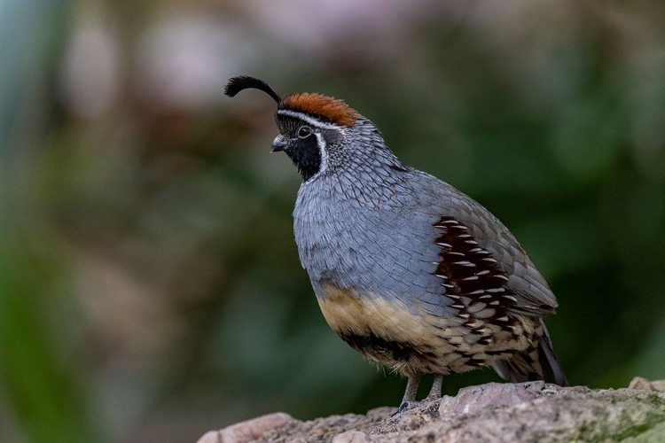 Picture of MALE GAMBELS QUAIL AT THE ARIZONA SONORAN DESERT MUSEUM IN TUCSON-ARIZONA-USA