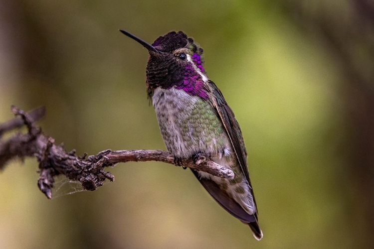 Picture of MALE COSTA HUMMINGBIRD AT THE ARIZONA SONORAN DESERT MUSEUM IN TUCSON-ARIZONA-USA